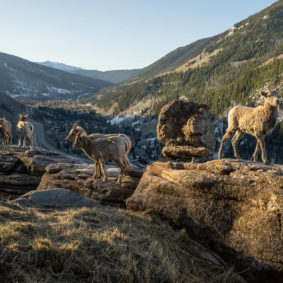 Bighorn-Sheep-400x400