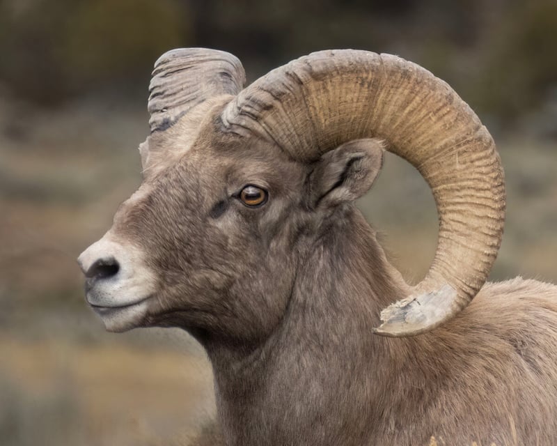 Bighorn