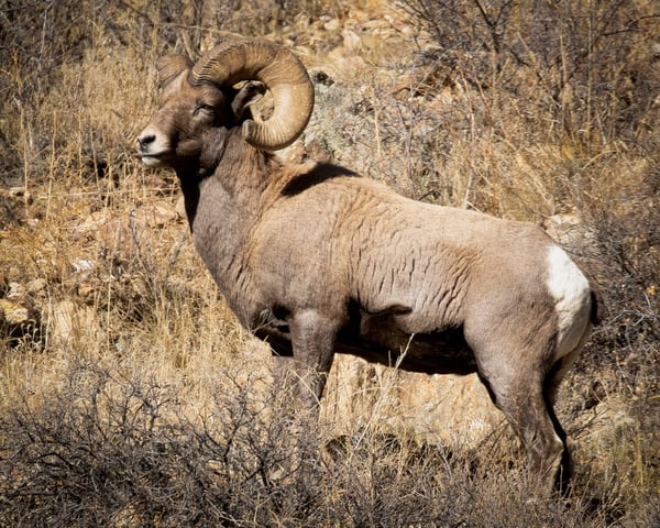 Bighorn012