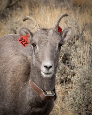 Bighorn Sheep with Ear Tags and Radio Collar