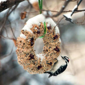 Bird-Feeder-20-GA-300x300