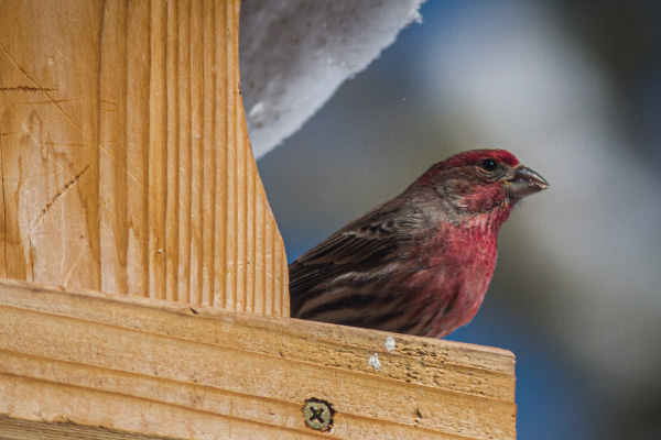 Bird-feeders-that-have-screens-under-the-seed-will-be-cleaner-and-dryer-than-feeders-with-solid-bottoms-600x400