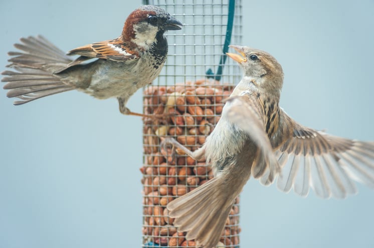 Birds of equal size may seem to be on equal footing but there are other complex factors that contribute to who wins a conflict