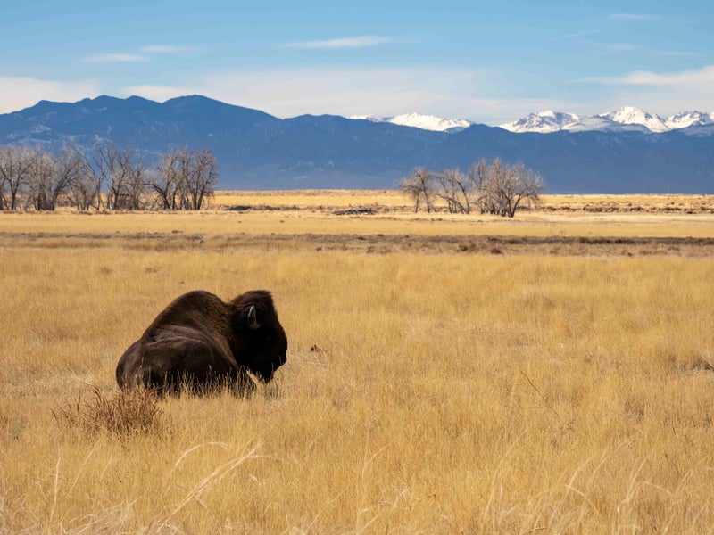 Bison