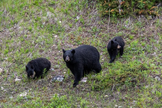 Black Bear w Cubs