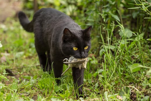 Black Cat with Bird