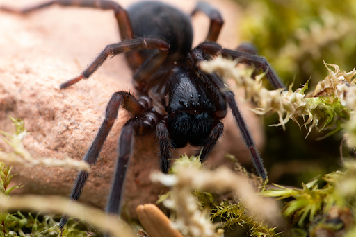 Black Laceweaver Spider