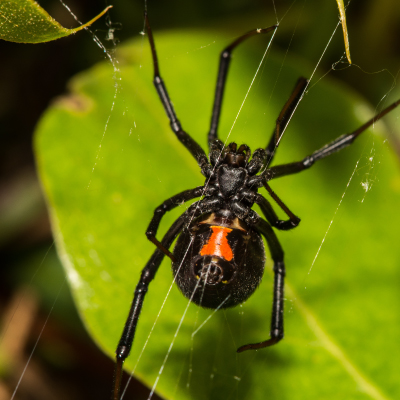 Black Widow Spider 400x400