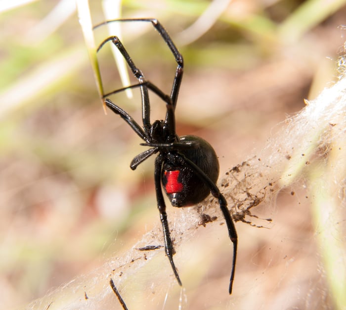 Black Widow