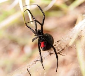 Black Widow