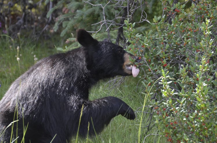 Black bear Eating Berries