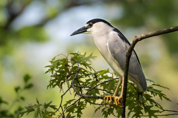 Black-Crowned-Night-Heron-on-branch-600x400