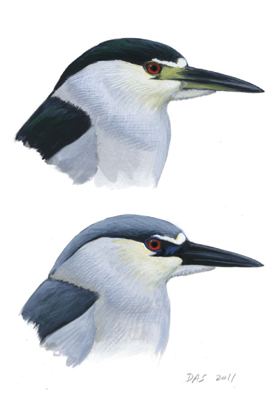 Black-Crowned-Night-Heron-sketch-guide-400x600