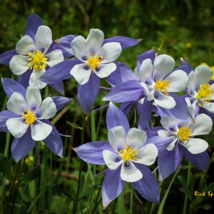 Blue Columbine Colorado by Rick Spitzer