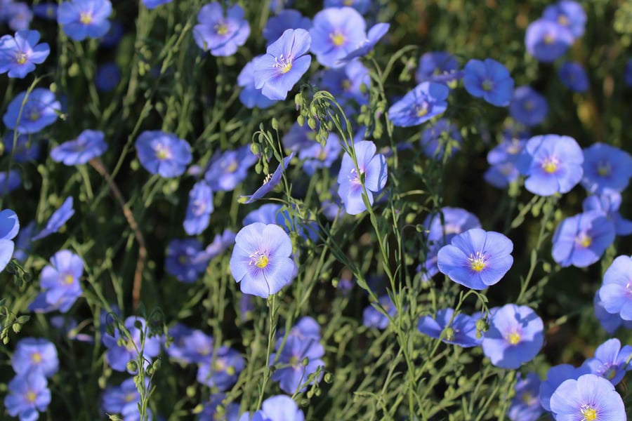 Blue Flax Flowers