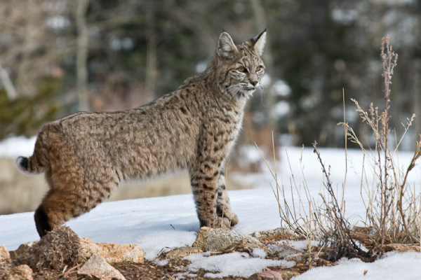 Bobcat-600x400