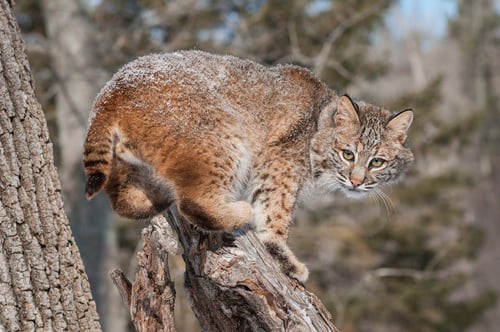 Bobcat