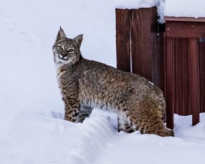 Bobcat