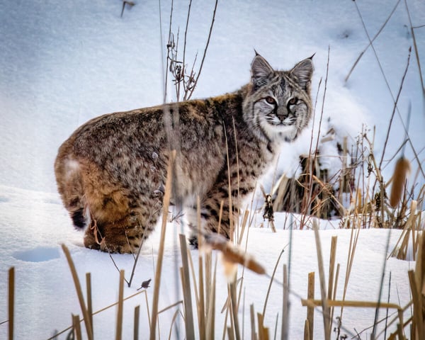 Bobcat