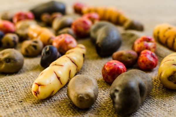 Bolivian-and-Peruvian-baby-potatoes-600x400