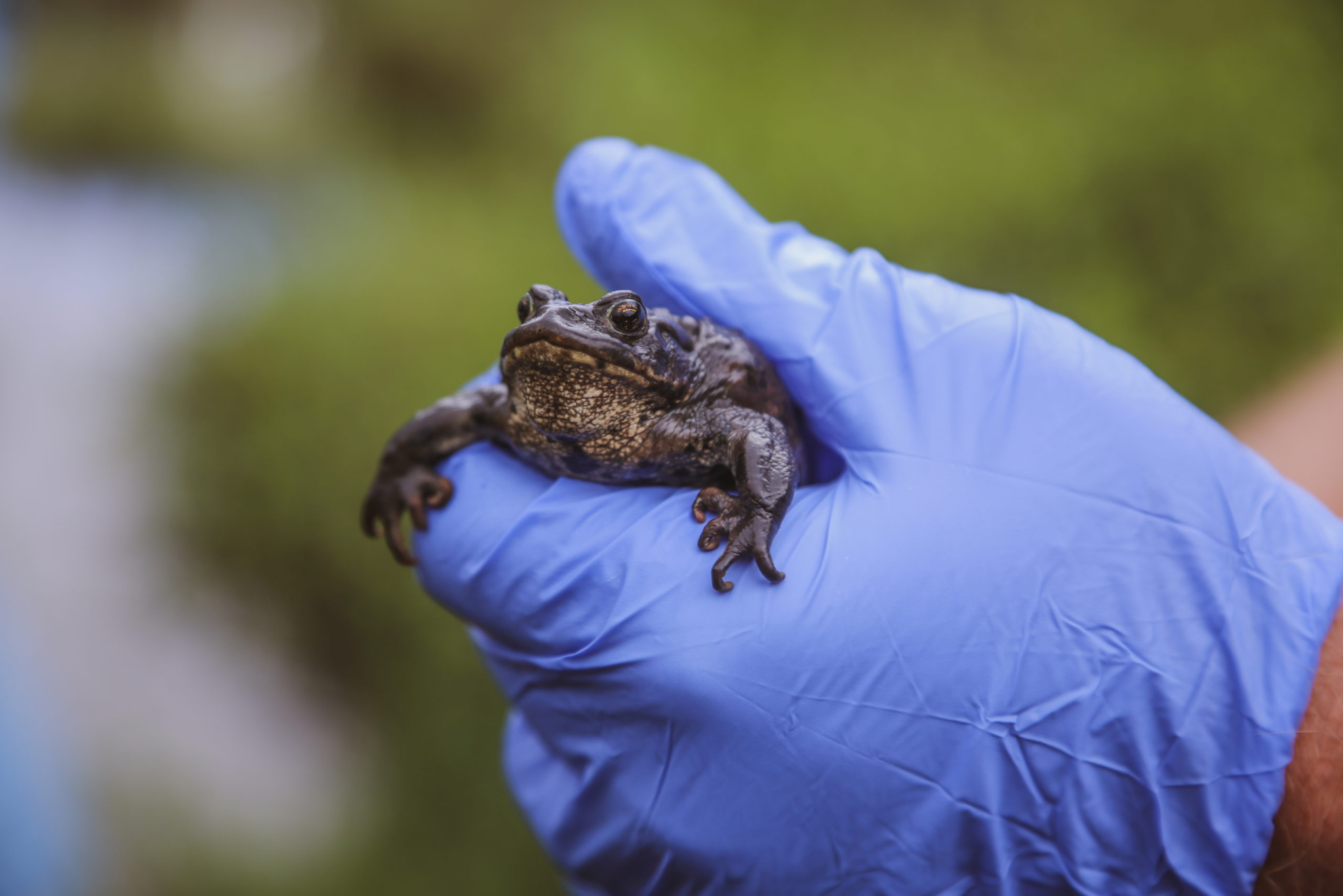 boreal toad