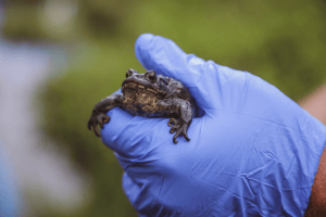 boreal toad