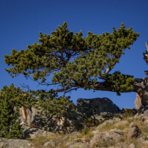 Bristle Cone Pine Tree Rick Spitzer
