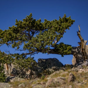 Bristle-Cone-Pine-Rick-Spitzer-300x300