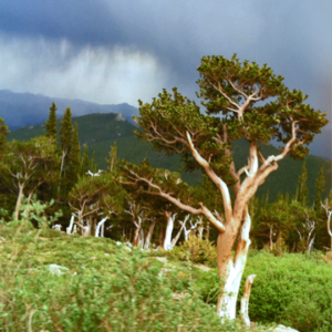 Bristlecone Pine in Colorado