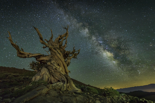 Bristlecone-pine-under-milky-way-600x400