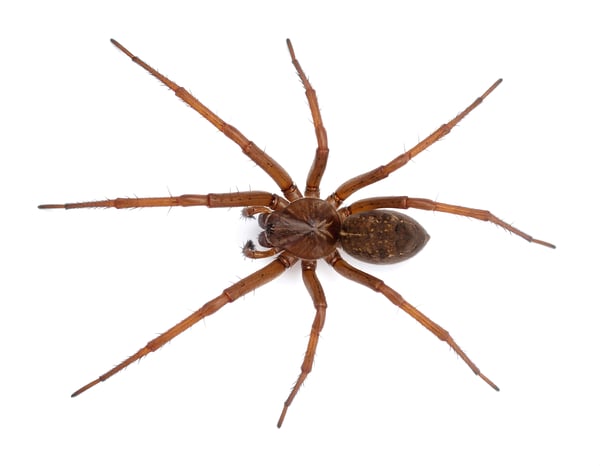 Brown Recluse