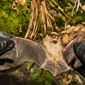 Brown Bat being checked for White Nose Syndrome