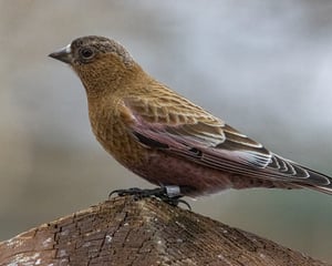 Brown Capped Rosy Finch