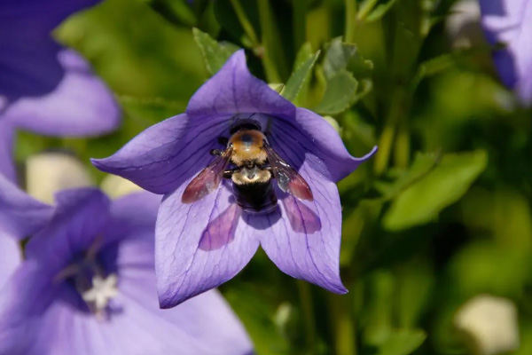 Bumble-Bee-on-mountain-harebell-flower-600x400