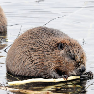 Busy Beaver Rick spitzer