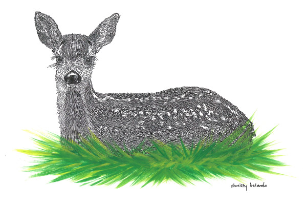 CBelardo_WhitetailedDeer-600x400