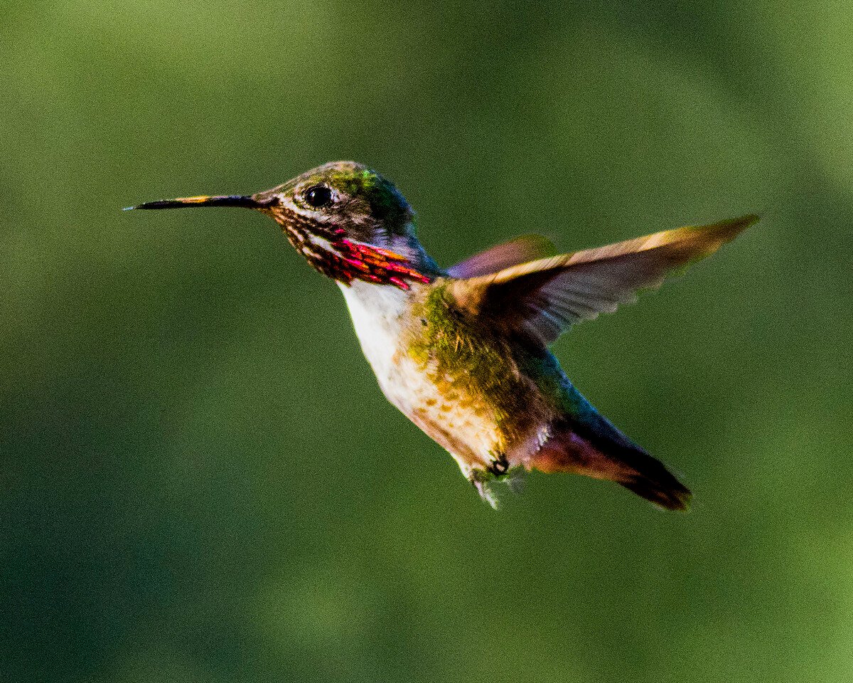 CalliopeHummingbirdM