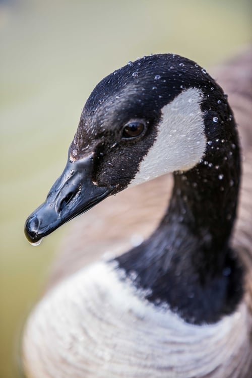 Canadian Goose