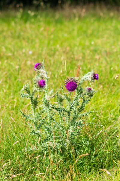 Carduus nutans growing in grassland in Wiltshire_400x600