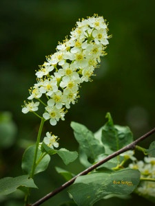 Chokecherry In Colorado jams jellies juices and syrup 
