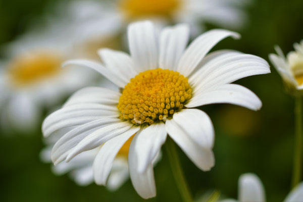 Close-up image of an Oxeye Daisy_600x400