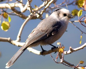 Colorado Grey Jay Corvid Magpie