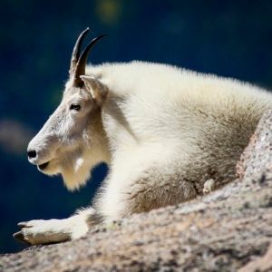 Colorado Mountain Goat Habits and Viewing