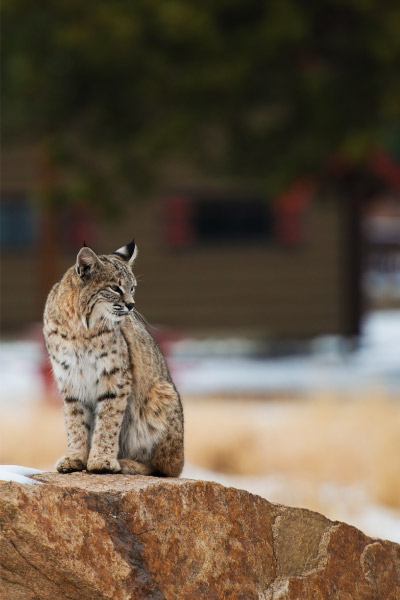 Colorado-Bobcat-400x600