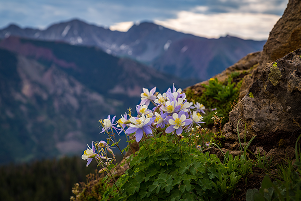 Columbine flowers in the Colorado high alpine mountains 