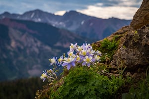 Columbine flowers in the Colorado high alpine mountains
