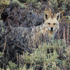 Colorado-Coyote-Rick-Spitzer-300x300