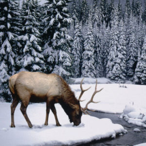Colorado-Elk-in-Winter-300x300-Walking-Mountains-Curious-Nature