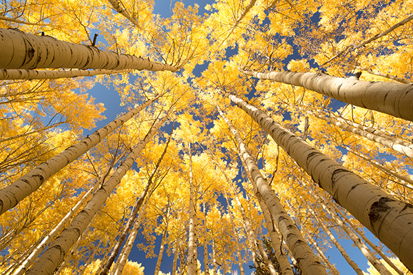 Colorado-Fall-Colors-Aspen-Trees