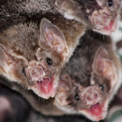 Common vampire bat_400x400